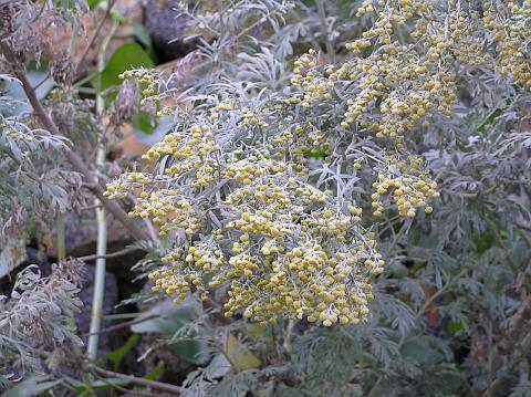 Artemisia thuscula