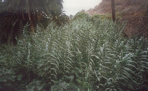 Arundo donax