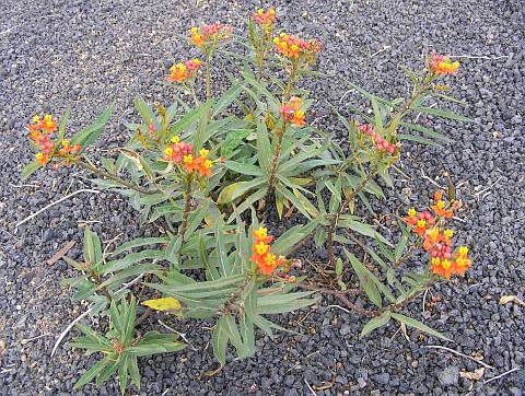 Asclepias curassavica