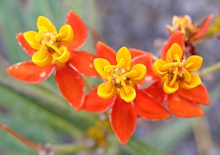 Flores de Asclepias curassavica