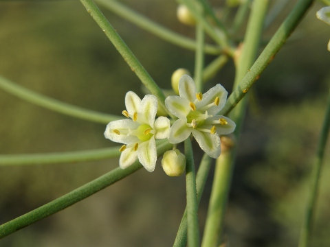 Asparagus arborescens