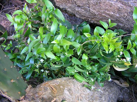 Asparagus asparagoides