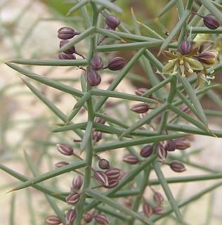 Asparagus horridus