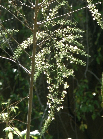 Asparagus scoparius