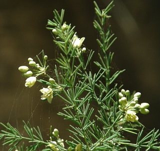 Asparagus scoparius