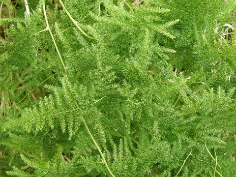 Asparagus setaceus