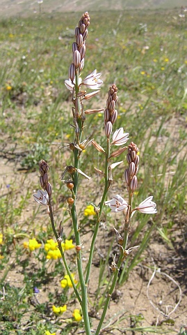 Asphodelus fistulosus