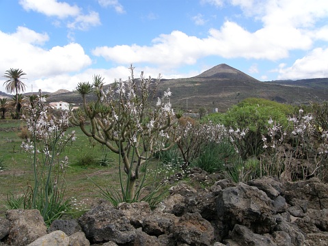 Asphodelus ramosus ssp. distalis