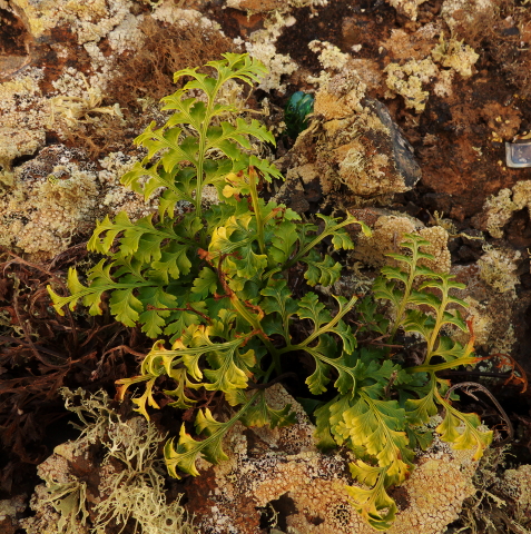 Asplenium
          billotii