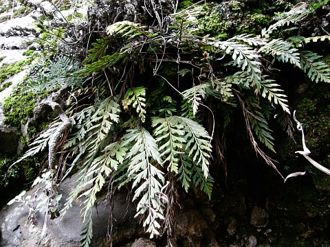 Asplenium filare ssp.canariense