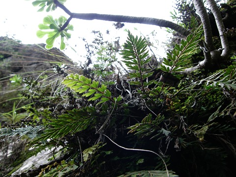 Asplenium filare ssp.canariense