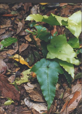 Asplenium hemionitis