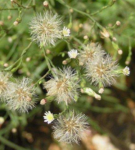 Symphyotrichum squamatum