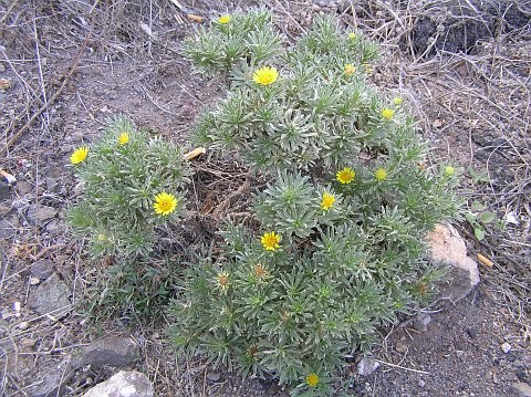 Asteriscus graveolens