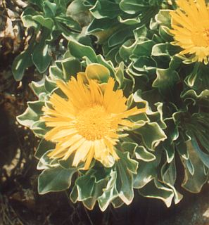 Asteriscus sericeus