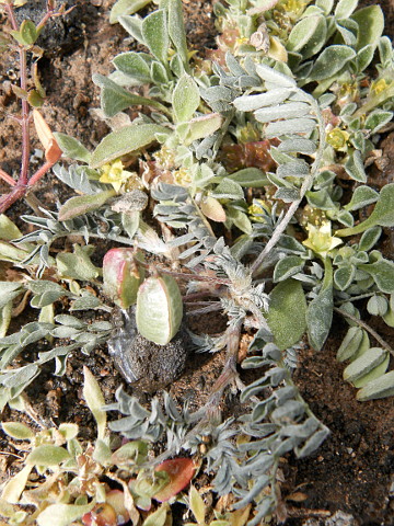 Astragalus edulis