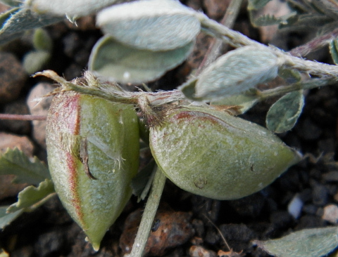 Astragalus edulis