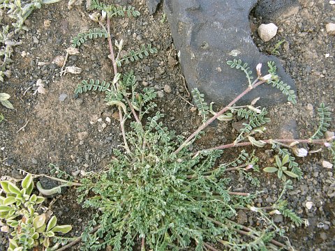 Astragalus mareoticus