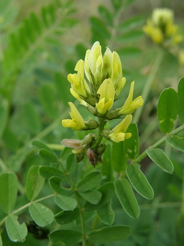 Astragalus solandri