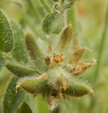 Astragalus stella