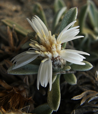 Capítulo de Atractylis preauxiana