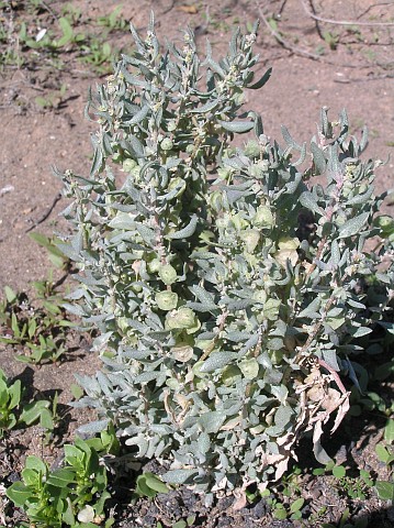 Atriplex lindleyi