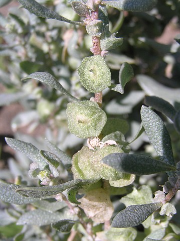 Atriplex lindleyi