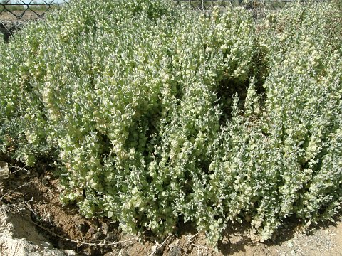 Atriplex lindleyi