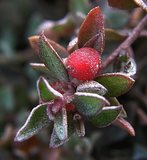 Atriplex semibaccata