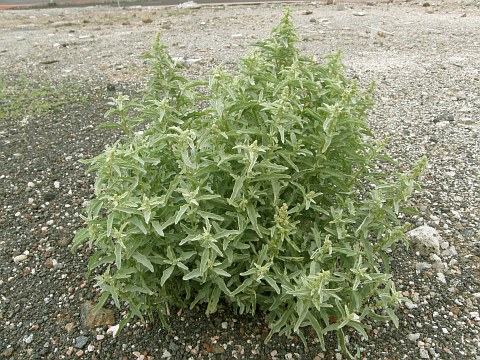 Atriplex semilunaris