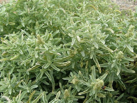 Atriplex semilunaris