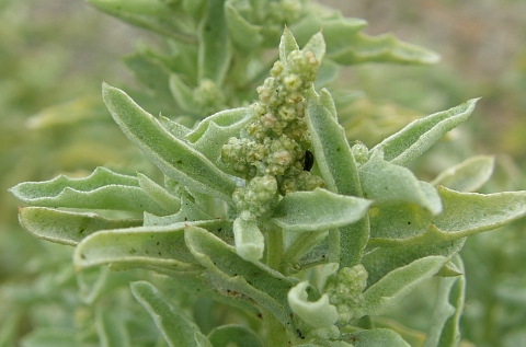 Atriplex semilunaris