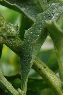 Atriplex semilunaris