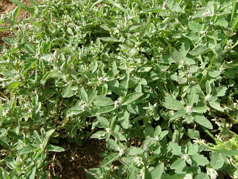 Atriplex suberecta