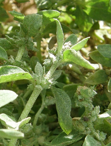 Atriplex suberecta