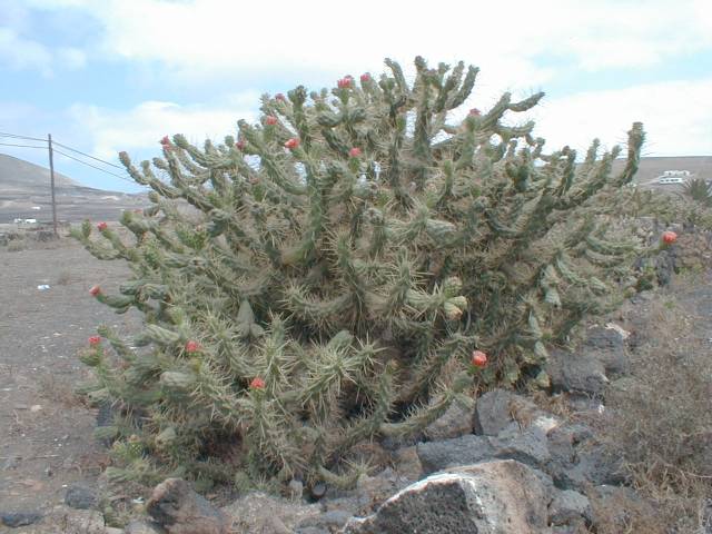 Austrocylindropuntia exaltata