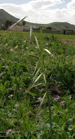 Avena barbata