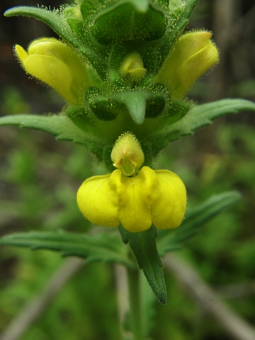 Flor de Bartsia trixago