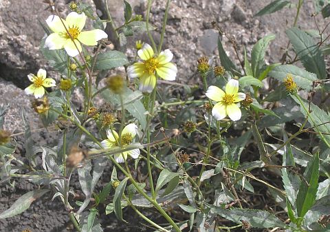 Bidens aurea