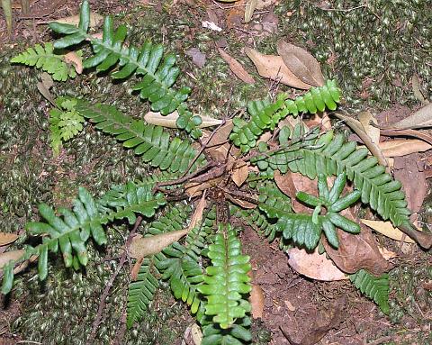 Blechnum spicant