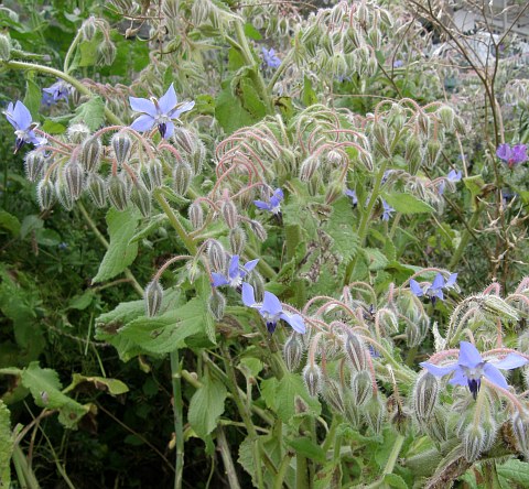 Borago officinalis