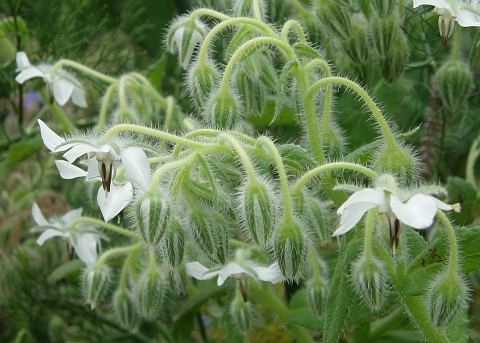 Borago officinalis