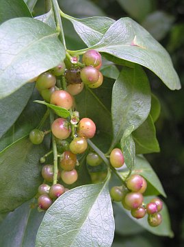 Frutos de Bosea yervamora