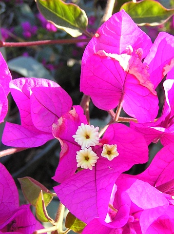 Flores de Bougainvillea glabra