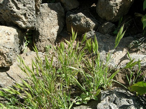 Bromus lanceolatus