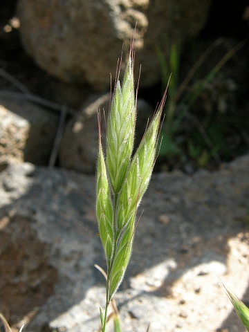 Bromus lanceolatus