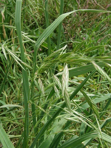 Bromus willdenowii