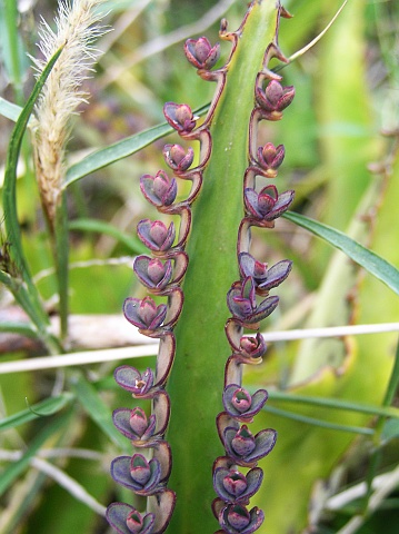 Bryophyllum daigremontianum