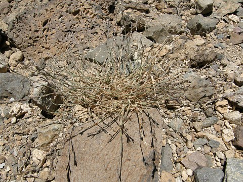 Bufonia paniculata