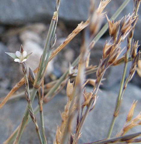 Bufonia paniculata